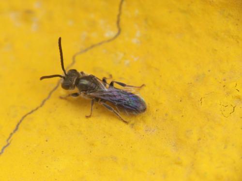 Lasioglossum nitidulum